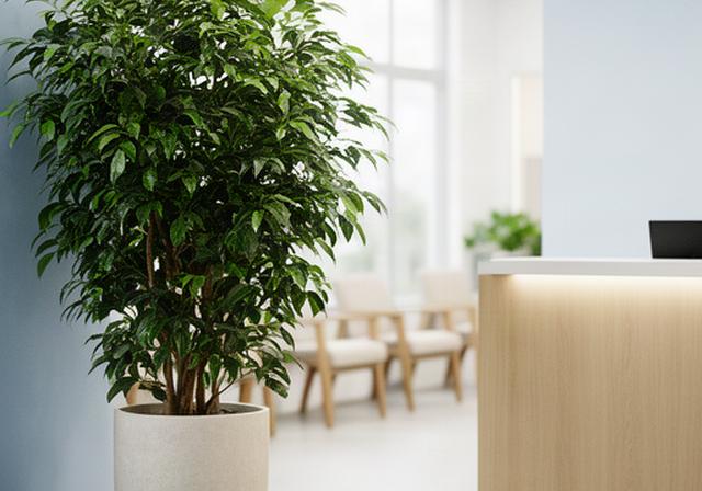 Planta de interior de gran formato junto al mostrador de recepción de una oficina luminosa
